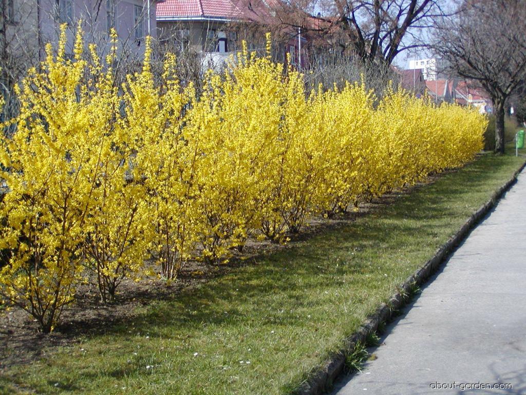 What are the types of forsythia?