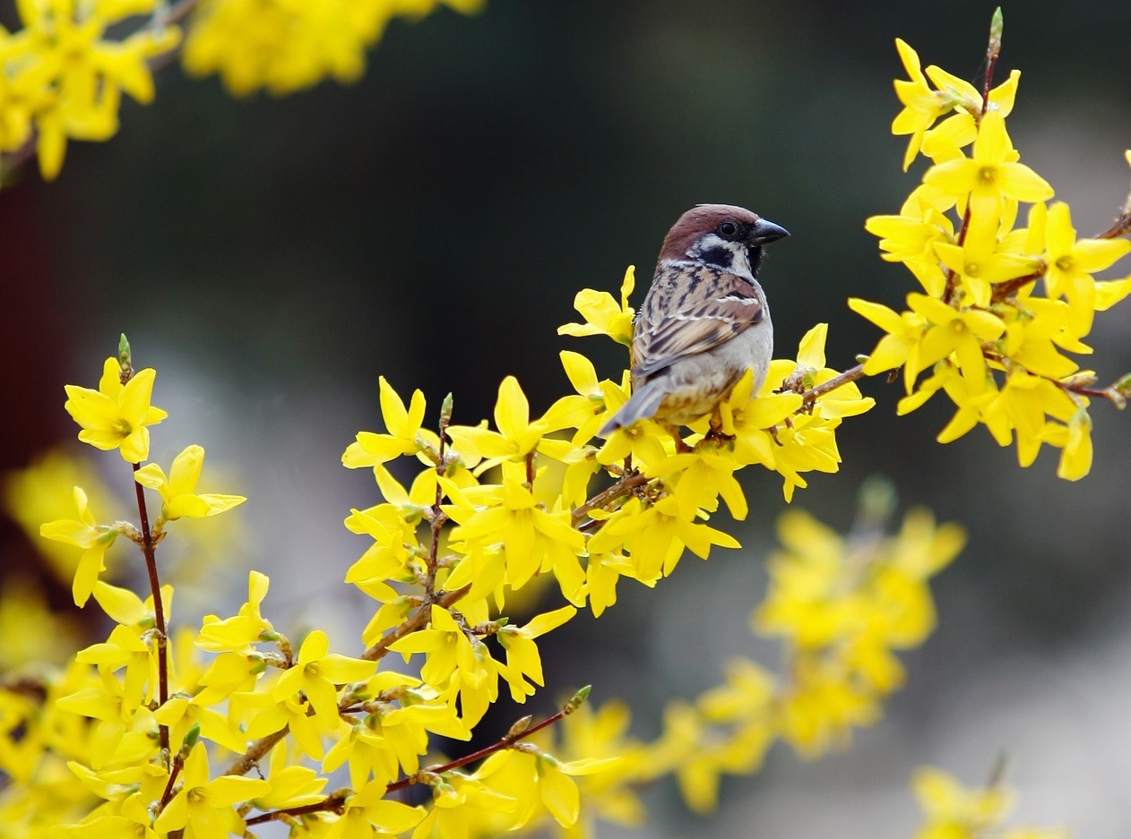 Forsythia Bush - Learn How to Care for and Trim Forsythia Plant