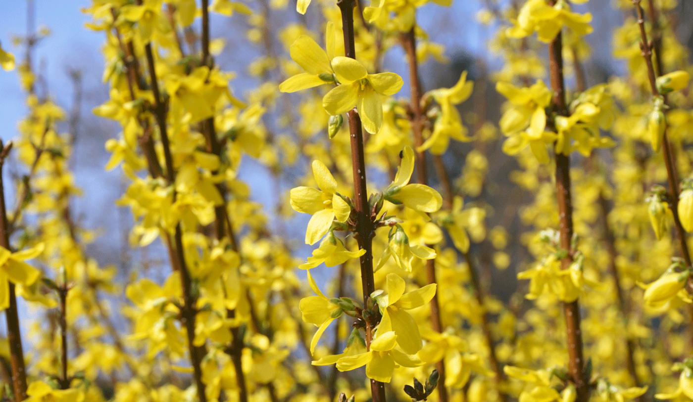 What is the best soil for forsythia?