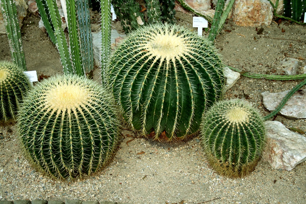 Mother-in-law's cushion or golden barrel cactus - Echinocactus grusonii