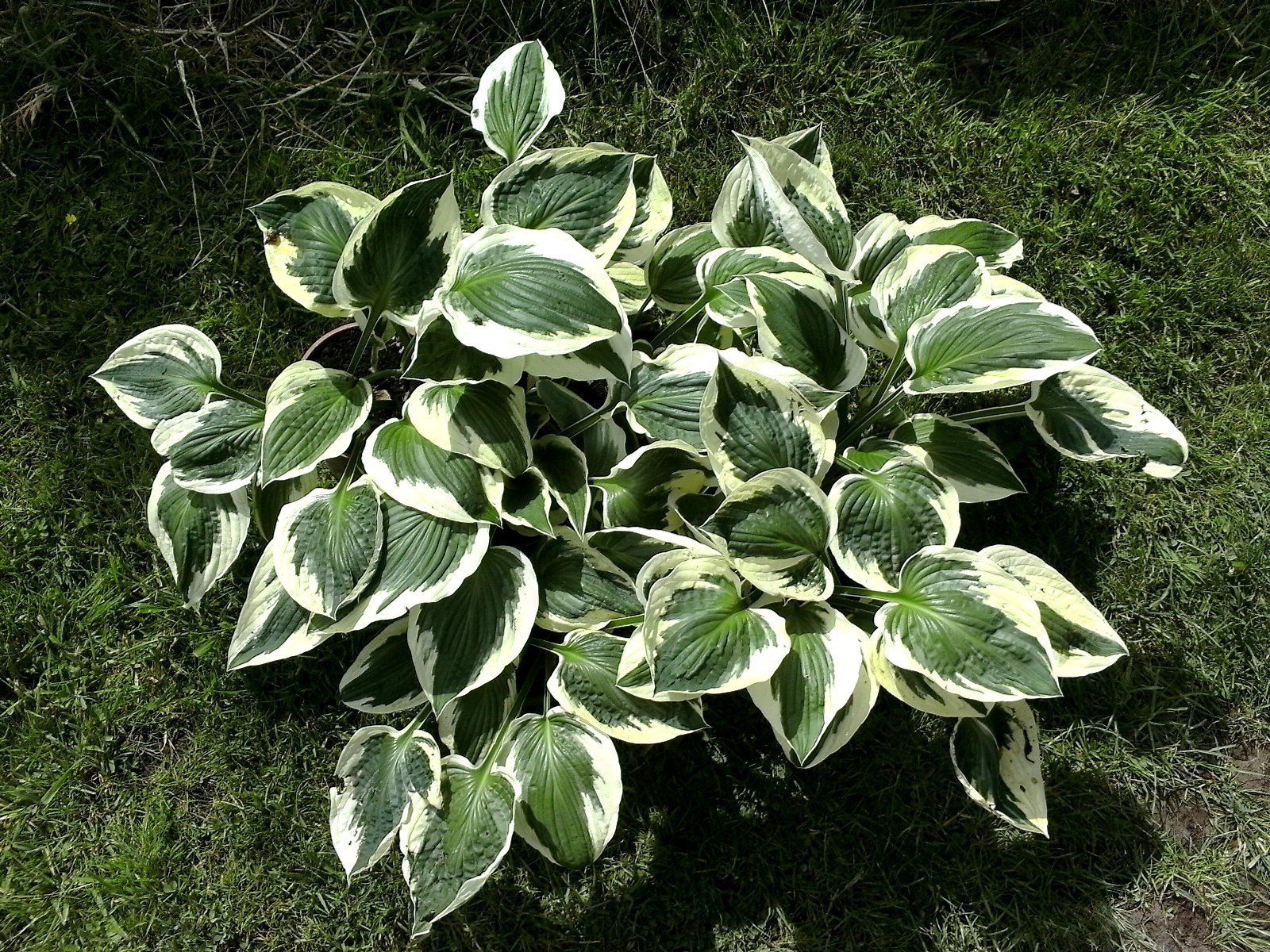 How to Care for Hostas? Types, Colors and Needs of Plantail Lilies