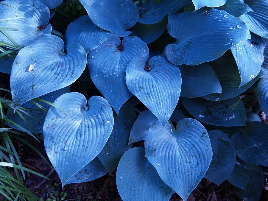 Необычные лилии подорожника с голубыми листьями