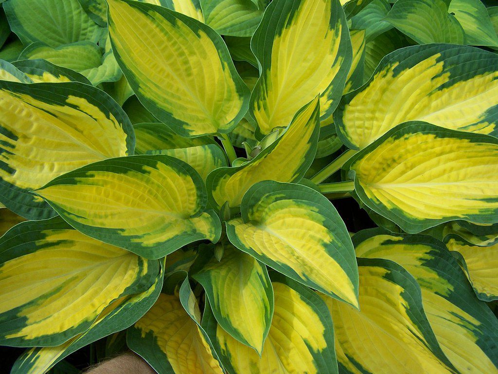 Популярная хоста с желтыми листьями