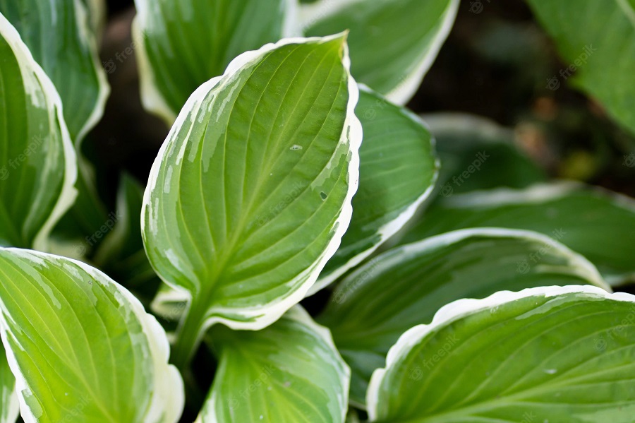 Plantain lilies with white edges on leaves