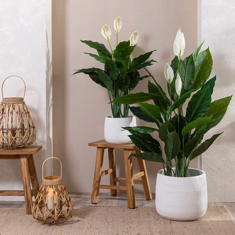 Where to buy a peace lily?