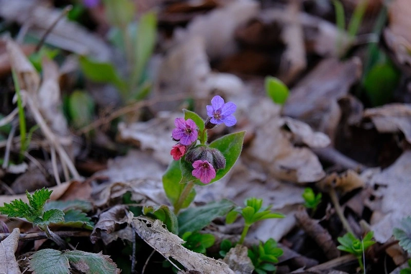 What's the best location for lungwort – sun or shade?