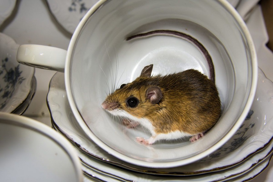 Where do mice typically appear in a house?