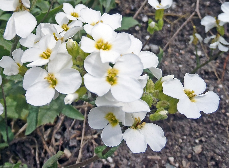 Arabis – what kind of plant is it?
