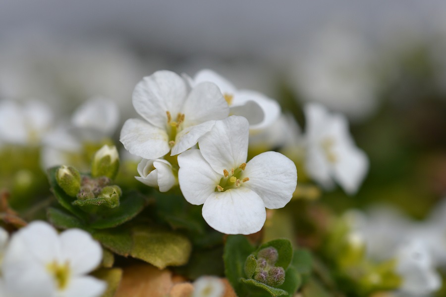 How much does arabis cost?