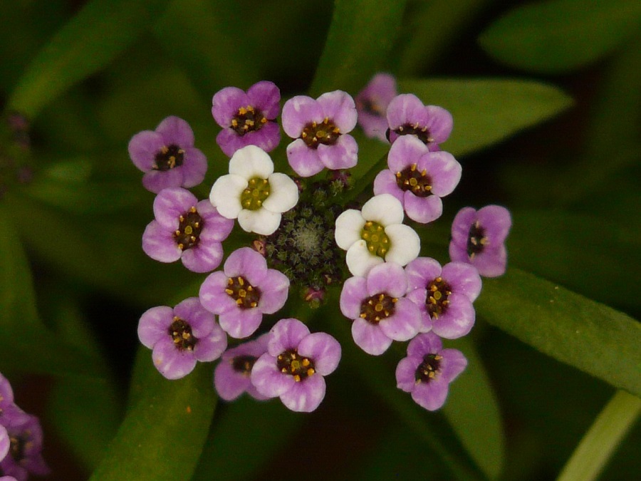 Mountain rock cress – varieties you should know