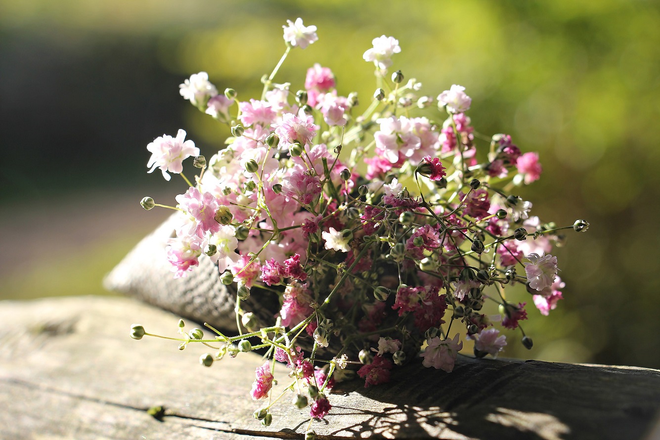 Gypsophila Blume - Finden Sie Heraus Wie Man Schleierkraut Anbaut