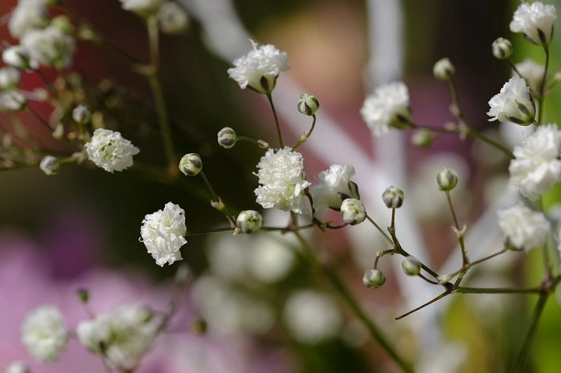 How and when to plant baby's breath seeds?