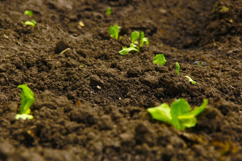 ¿Cómo plantar semillas de hierba? Preparando el terreno