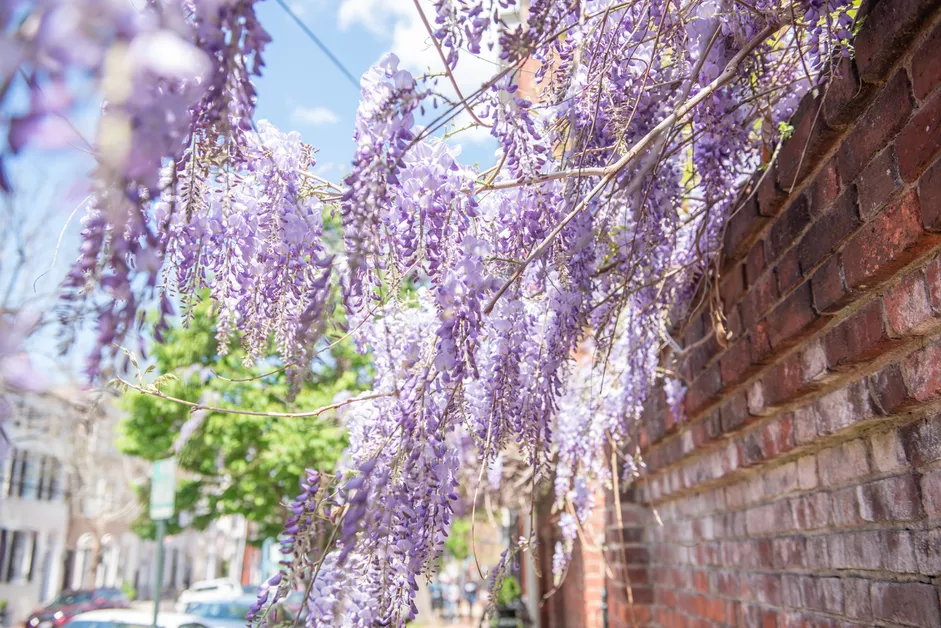 The best soil for wisteria vines