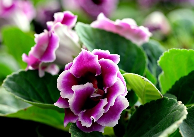 What pests and diseases might threaten gloxinia?