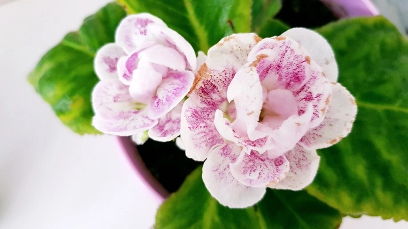 Gloxinia flower – what does it look like, and where does it come from?