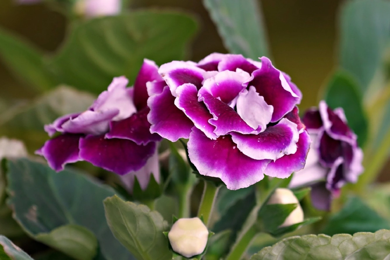 Growing Gloxinia - How to Plant and Care for Sinningia Speciosa