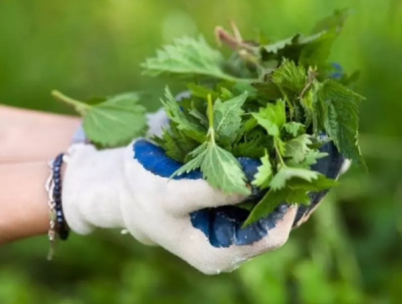 Nettle fertilizer for parsnips and other root vegetables