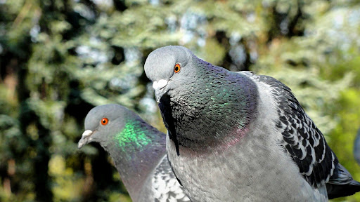 How to get rid of pigeons - why should you do it?