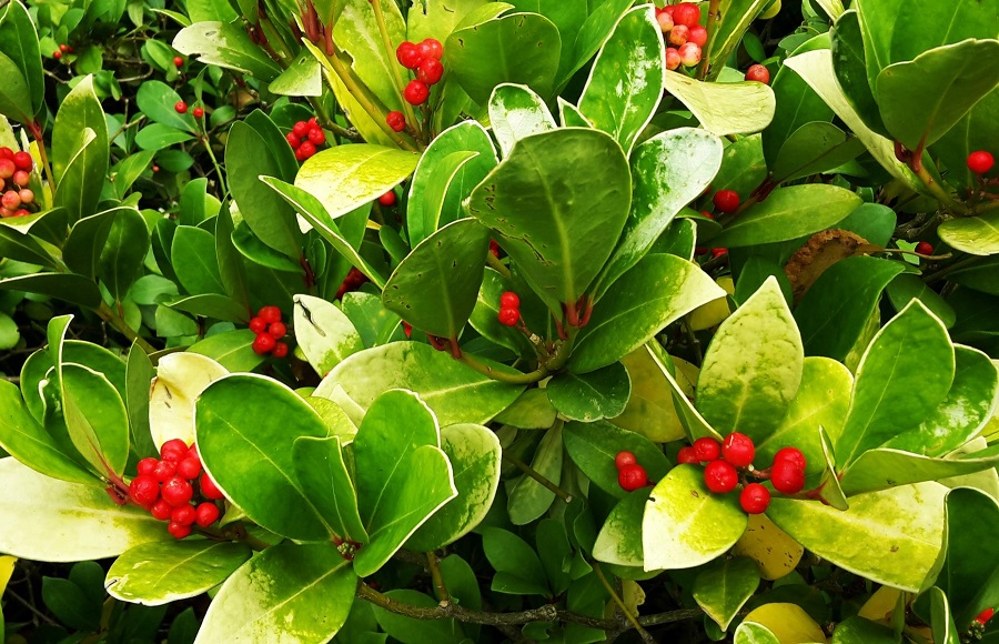 Gaultheria – what kind of plant is it and what does it look like?