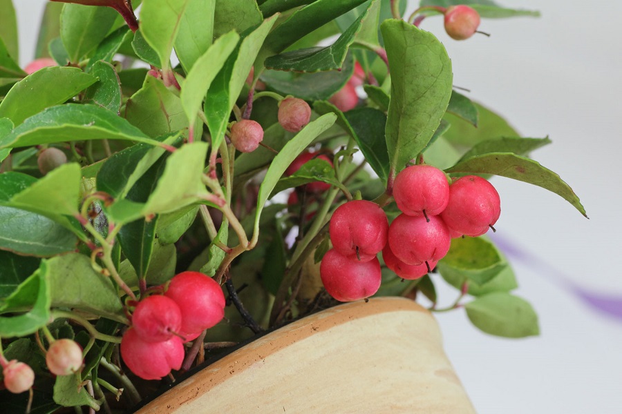 Gaultheria – watering and fertilizing