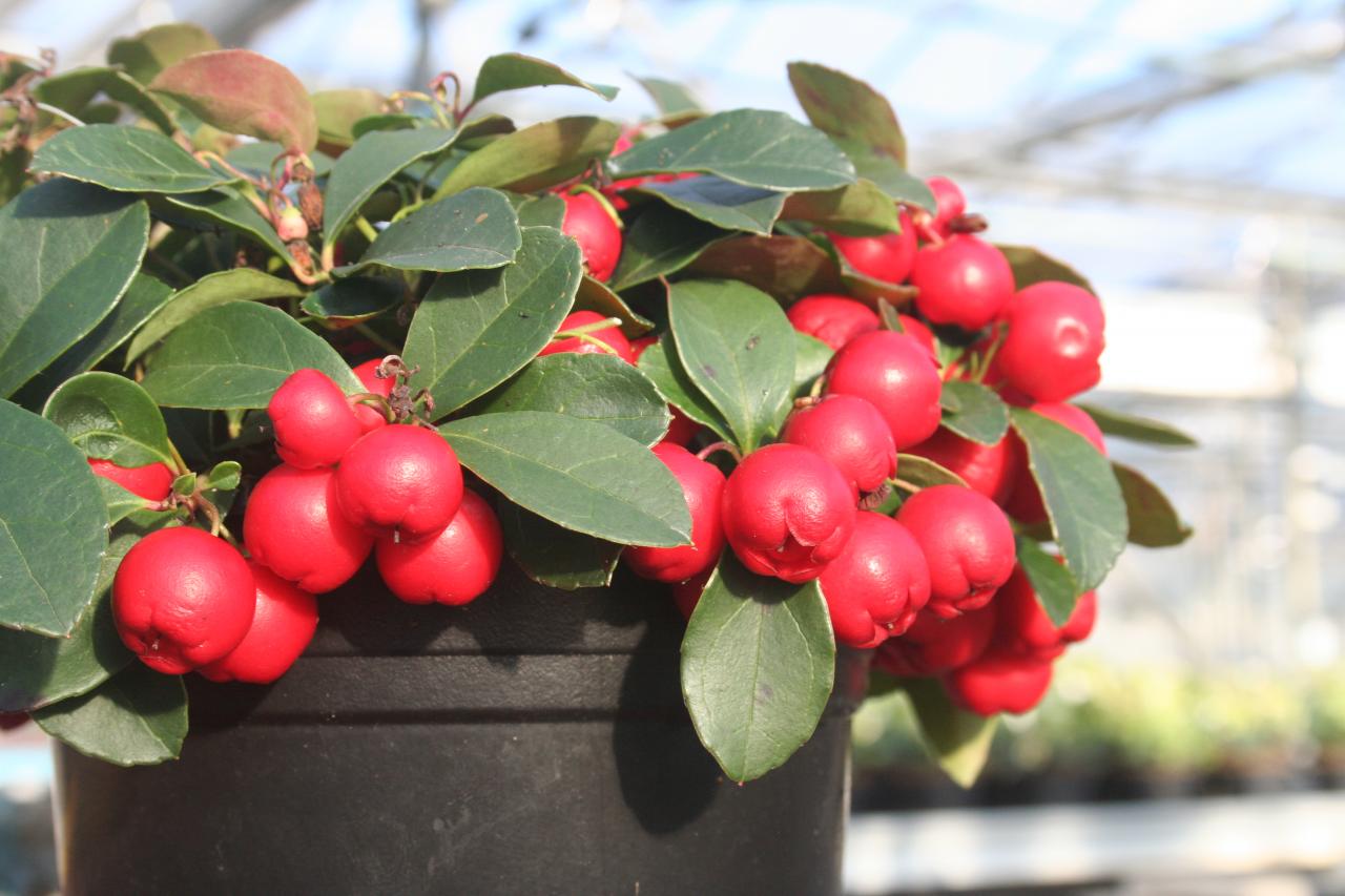 Gaultherie - Comment Cultiver et Soigner la Plante Teaberry