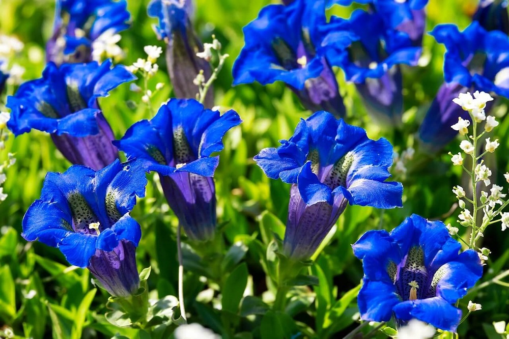 Genciana sin tallo - plantas de jardín alpino de color azul intenso