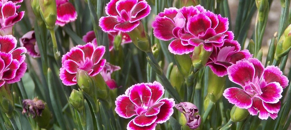 Carnations - long-blooming rock garden plants