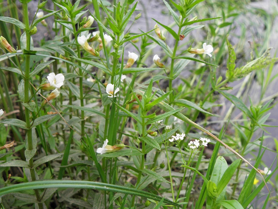 Erizo común (Gratiola officinalis)