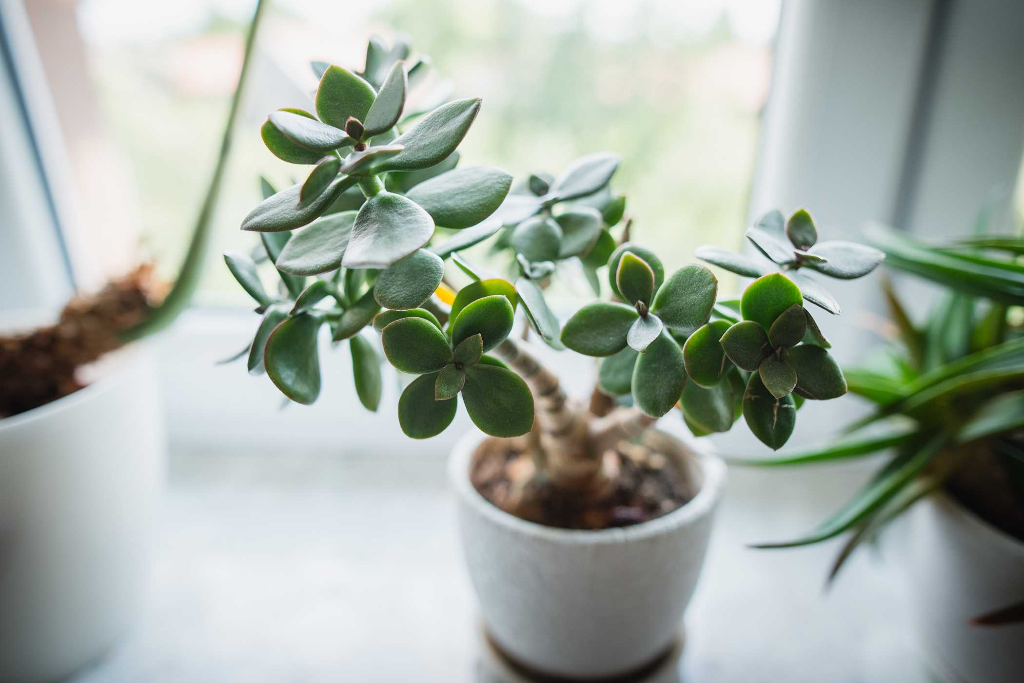 Glücksbaum - Entdecken Sie, wie man eine Jadepflanze Pflegt