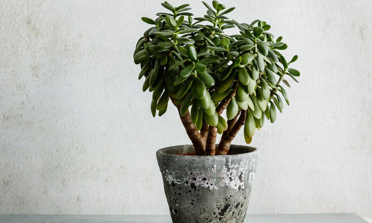 What is the lucky tree - also known as jade plant?
