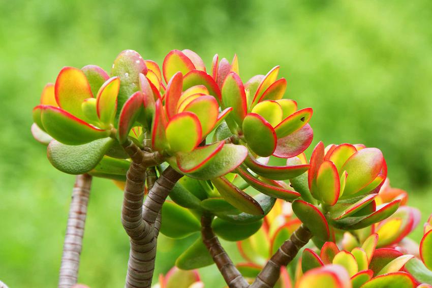 Is the jade plant prone to disease?