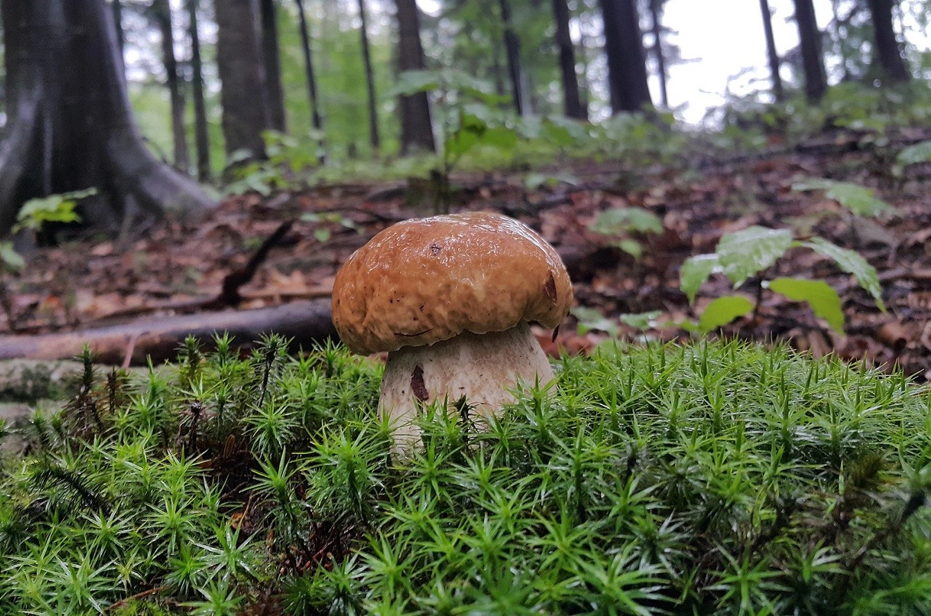 Руководство по сбору грибов - узнайте, как собирать грибы