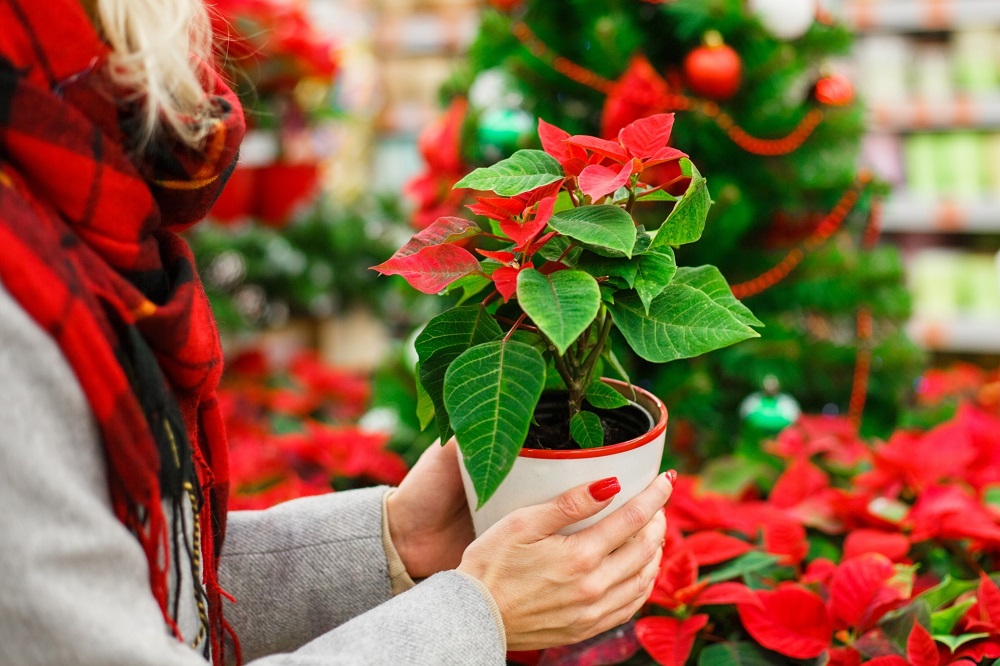 What to look for when shopping for a poinsettia?