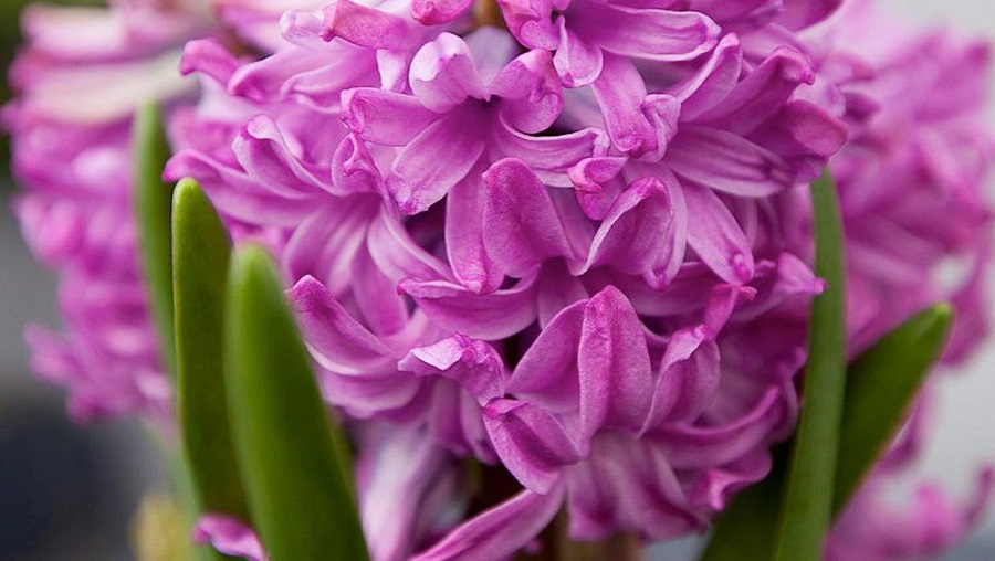 Hyacinth – what kind of plant is it?