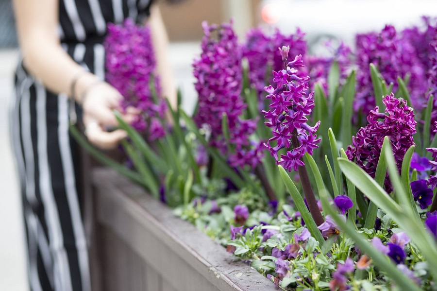 Цветок гиацинта – какое лучшее место для этого растения?