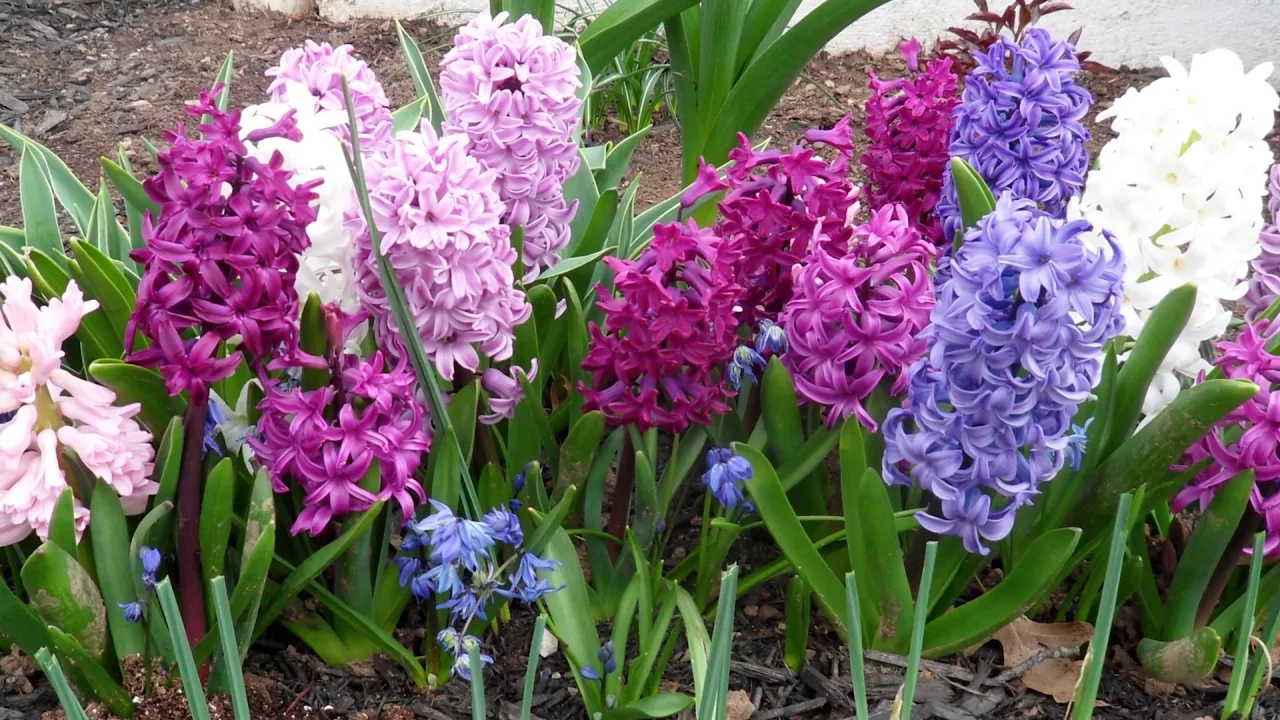 Hyacinthes - fleurs de printemps violettes