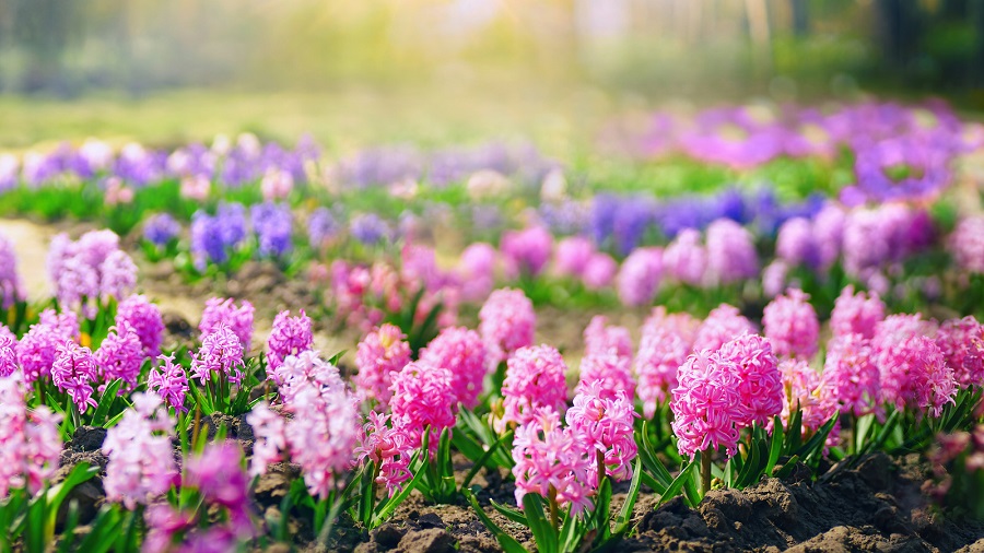Hyazinthenblüten - Farben und beliebteste Sorten