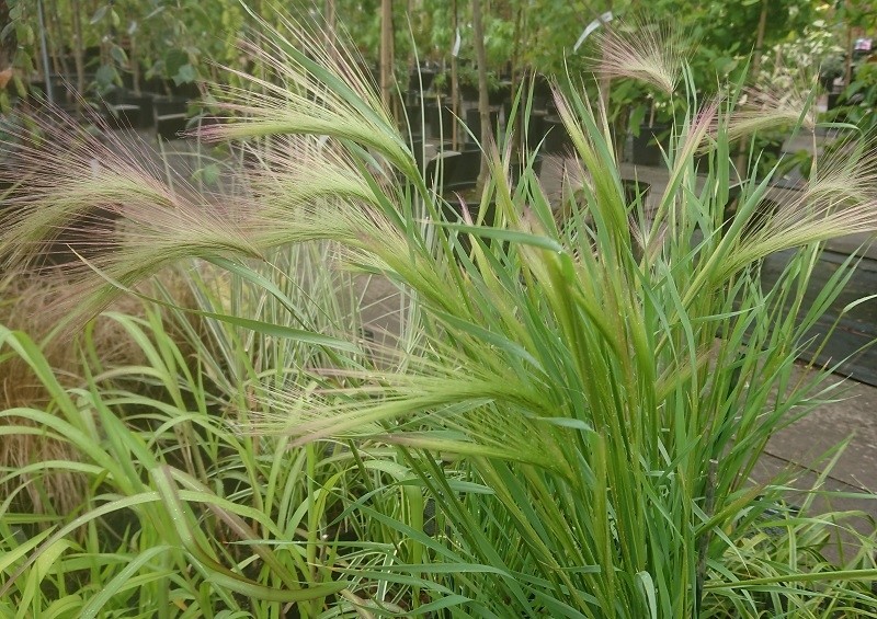 Foxtail barley (Hordeum jubatum)