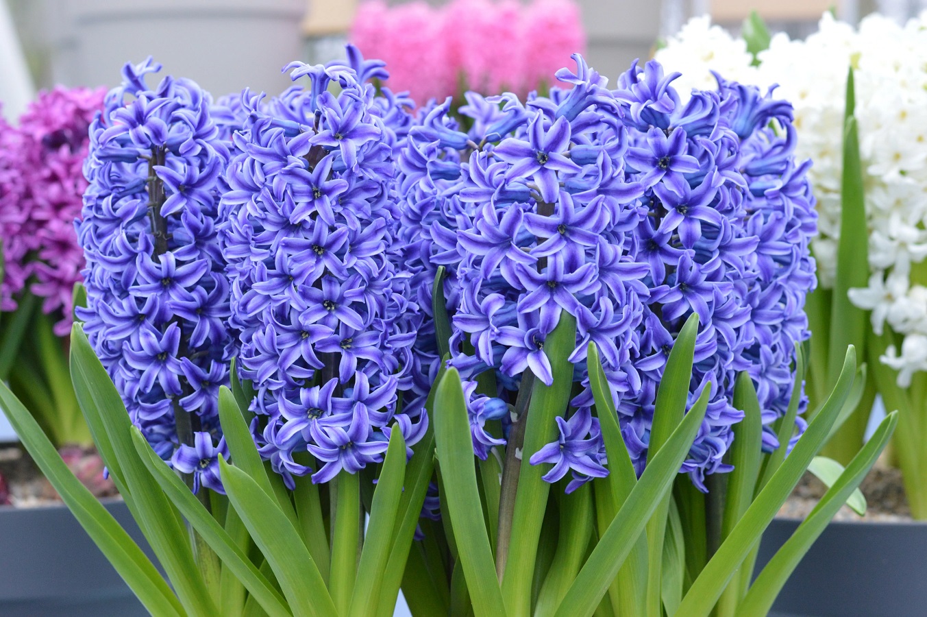 Hyacinth Flower - Care, Needs and Practical Gardening Tips