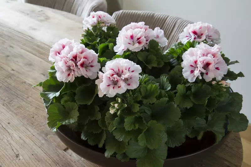 How much does a regal pelargonium cost?