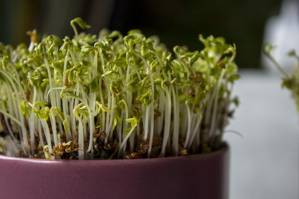 Как долго прорастают семена садового кресс-салата и когда их сажать?