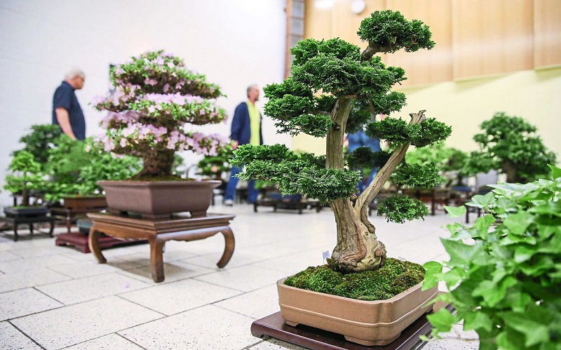 What is the best temperature for a bonsai tree?