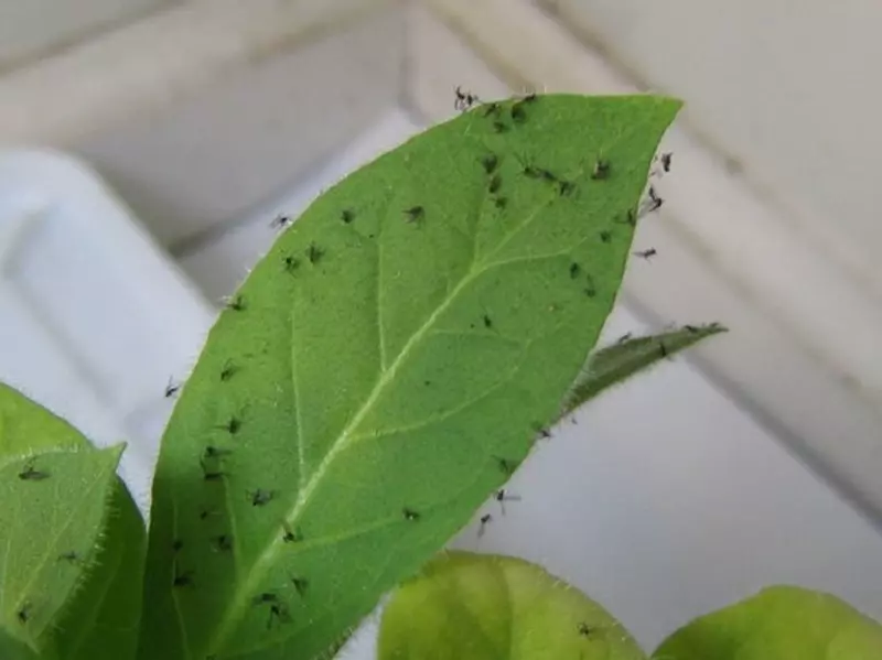 What are other fungus gnats killers?