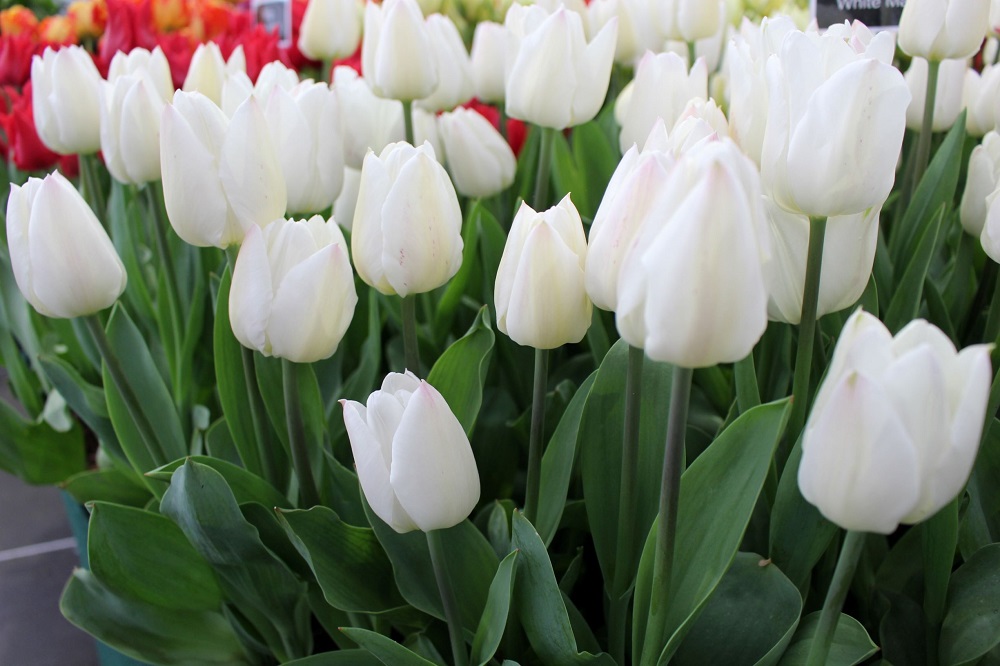 Inzell tulips