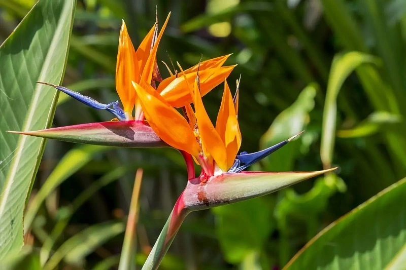 How frequently does strelitzia need feeding?