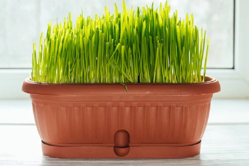 How long does it take for real Easter grass to grow?