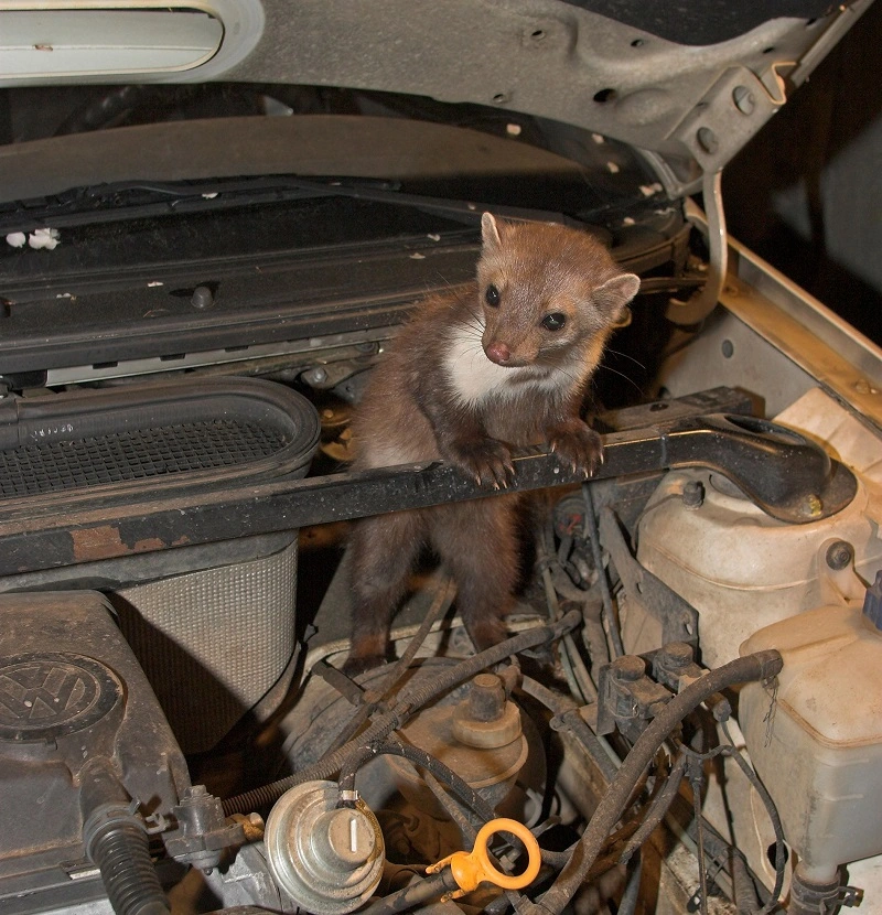 How to prevent car damage caused by martens?