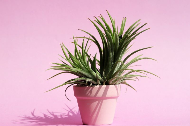 House plants – Find the Best Indoor Plants of 2021