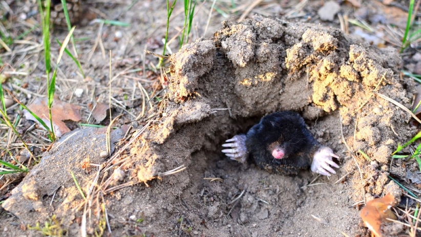 How to get rid of moles in the yard fast? Use dog or cat fur